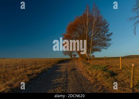 Arbres et chemin avec lever du soleil près du village de Rozmberk nad Vltavou dans le matin ensoleillé gelé Banque D'Images