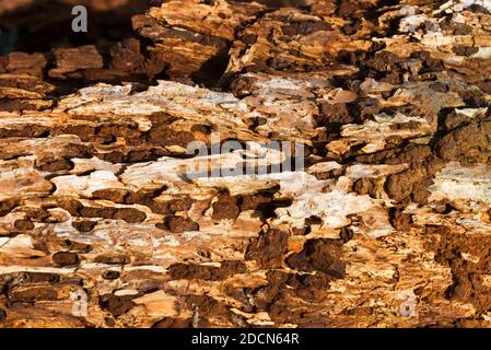 Gros plan d'un tronc d'arbre pourri dans les marais de Porlock, une partie du parc national d'Exmoor, Somerset, Angleterre, Royaume-Uni. Banque D'Images