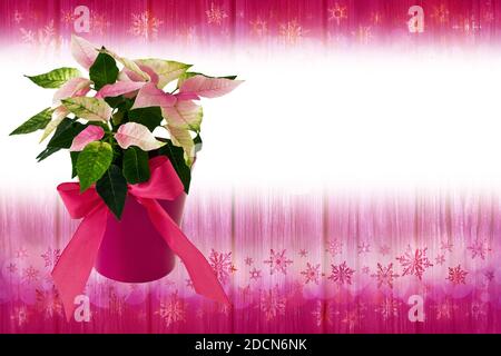 Fond de Noël rose et violet et Rose d'hiver Banque D'Images