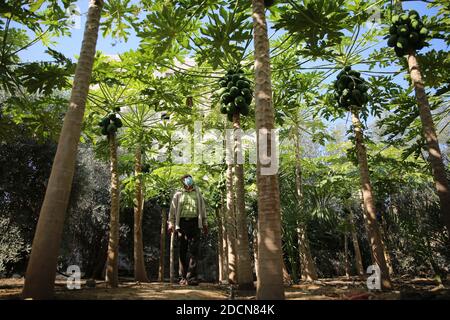 Khan Younis, la bande de Gaza, Palestine. 22 novembre 2020. Récolte de papaye à la ville de Khan Younis, au sud de la bande de Gaza crédit: Hassan Jedi/Quds Net News/ZUMA Wire/Alamy Live News Banque D'Images