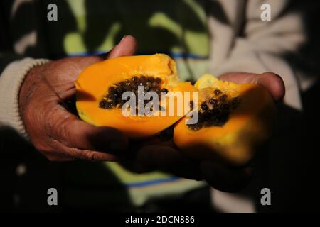 Khan Younis, la bande de Gaza, Palestine. 22 novembre 2020. Récolte de papaye à la ville de Khan Younis, au sud de la bande de Gaza crédit: Hassan Jedi/Quds Net News/ZUMA Wire/Alamy Live News Banque D'Images