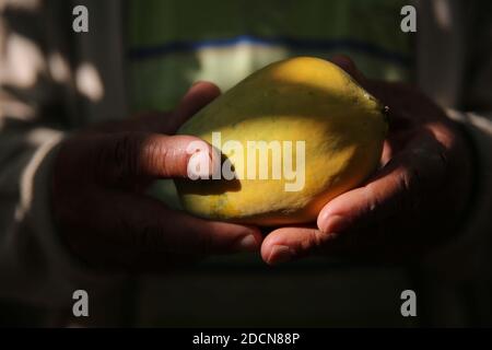 Khan Younis, la bande de Gaza, Palestine. 22 novembre 2020. Récolte de papaye à la ville de Khan Younis, au sud de la bande de Gaza crédit: Hassan Jedi/Quds Net News/ZUMA Wire/Alamy Live News Banque D'Images