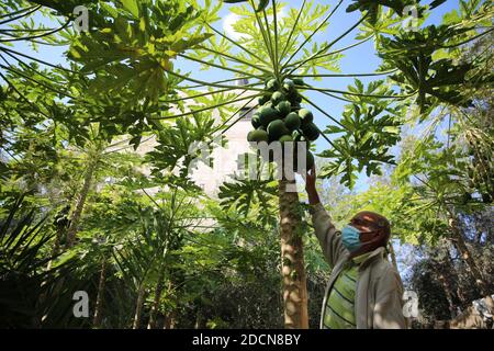 Khan Younis, la bande de Gaza, Palestine. 22 novembre 2020. Récolte de papaye à la ville de Khan Younis, au sud de la bande de Gaza crédit: Hassan Jedi/Quds Net News/ZUMA Wire/Alamy Live News Banque D'Images