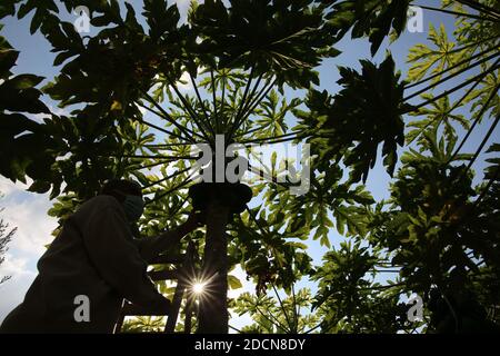 Khan Younis, la bande de Gaza, Palestine. 22 novembre 2020. Récolte de papaye à la ville de Khan Younis, au sud de la bande de Gaza crédit: Hassan Jedi/Quds Net News/ZUMA Wire/Alamy Live News Banque D'Images