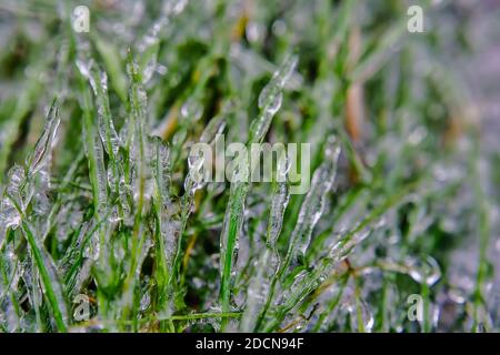 Cristaux de glace sur l'herbe verte après la pluie verglaçante Banque D'Images