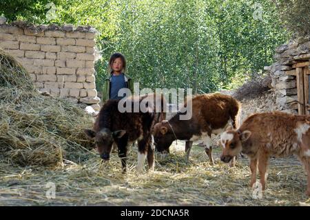 Une mignonne de nationalité tibétaine avec un coup de soleil sur son visage est debout sur la baryard près des veaux et du foin, un jour ensoleillé. Banque D'Images