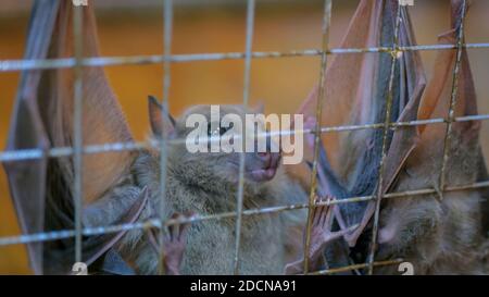 Chauve-souris de fruits accrochée dans la cage du zoo Banque D'Images