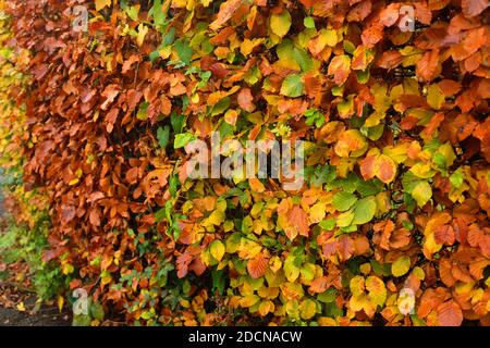 Novembre 2020 - Beech Hedge fond en novembre Banque D'Images