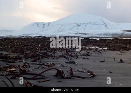 Plage de sable couverte d'algues et grande colline enneigée En hiver sur Orkney Banque D'Images