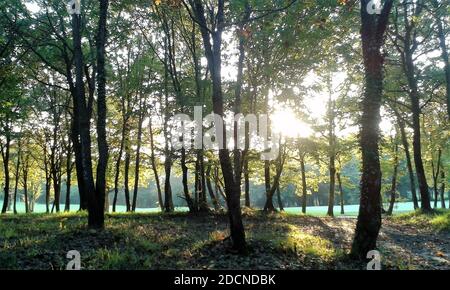 Vue depuis la forêt de Belgrad (Belgrade) à Istanbul, Turquie. Arbres, prairies et soleil. Banque D'Images