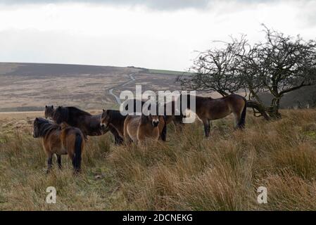 Exmoor poneys sur les landes ouvertes près de Aldermans Barrow lors d'une journée d'hiver, dans le parc national d'Exmoor à Somerset, Angleterre, Royaume-Uni Banque D'Images