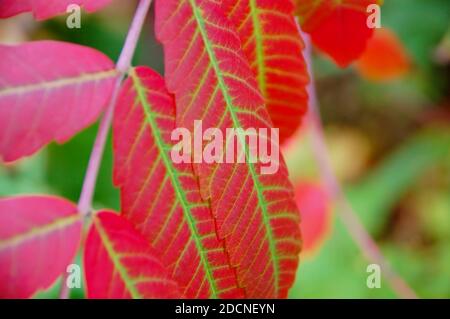 Les feuilles de Sumac se transforment de vert à rouge dans un intéressant modèle au début de l'automne Banque D'Images