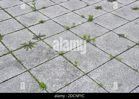 Mauvaises herbes qui poussent dans une zone urbaine déserte Banque D'Images