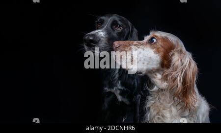 Portrait studio expressif d'un Setter irlandais noir et d'un Setter anglais Orange Belton. Banque D'Images