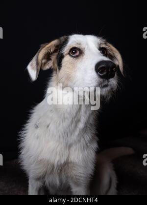 Studio portrait d'un jeune maremmano Border Collie mélange chien de brebis devant un fond noir. Banque D'Images