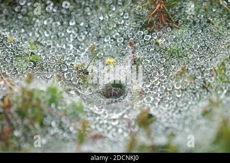 Toile d'araignée en forme d'entonnoir Agelena labyrinthica recouverte de gouttelettes d'eau Faible pelouse et végétation à l'aube dans le Pembrokeshire au Royaume-Uni Banque D'Images