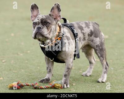 7-mois-Old Blue Merle Puppy Homme Bulldog français debout à côté de Jouet corde à nœud Banque D'Images