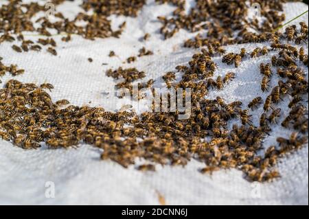 Un essaim d'abeilles rampant, gros plan. Une colonie d'abeilles rampant sur un fond blanc. Apiculture, petite entreprise, maison. Banque D'Images