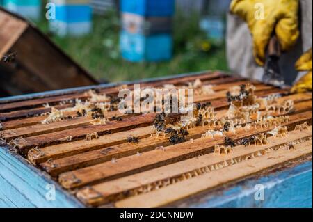 Vue rapprochée de la ruche ouverte montrant des cadres peuplés d'abeilles. Les abeilles de miel rampent dans une ruche ouverte sur nid d'abeilles bois en nid d'abeille faisant Banque D'Images