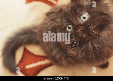 Petit mignon petit chaton de deux mois. Pli écossais. Banque D'Images