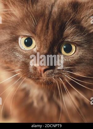 Petit mignon petit chaton de deux mois. Pli écossais. Banque D'Images