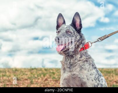 un chien tacheté dans un collier rouge vif marche sur un laisse dans le champ Banque D'Images