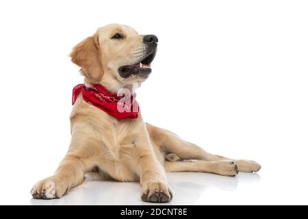 joli chien doré qui regarde loin, pante et allongé sur un fond blanc Banque D'Images