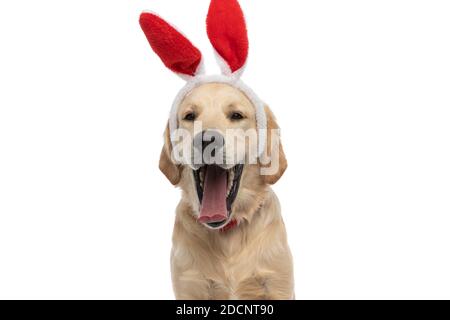 adorable chien d'or retriever bâillant, portant des oreilles de lapin et un noeud papillon sur fond blanc Banque D'Images