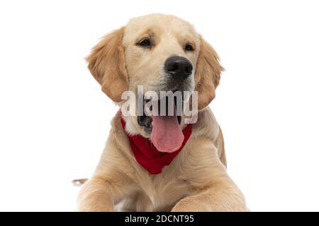 mignon chien d'or retriever bâillant avec sa langue dehors, portant un bandana rouge et couché Banque D'Images