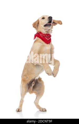 adorable chien golden retriever sautant et portant un bandana rouge sur fond blanc Banque D'Images