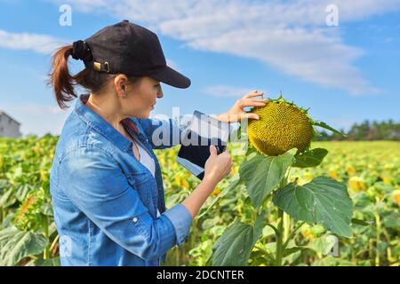 Femme agronome agriculteur travaillant avec une tablette numérique dans un tournesol mûr champ Banque D'Images