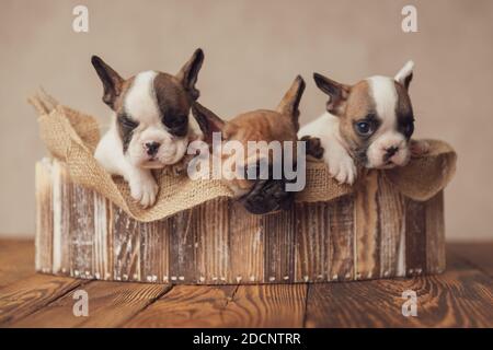 groupe extrêmement adorable de trois buldogs français chiots dormant et reposant sur un sac de toile de jute, posant dans une boîte en bois sur fond beige Banque D'Images