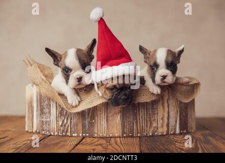 famille mignonne de trois précieux buldogs français chiots portant noël chapeaux et fêtes de noël ensemble dans une boîte en bois arrière-plan beige Banque D'Images