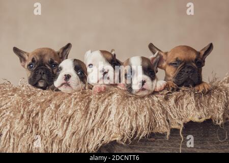 boîte en bois de fourrure remplie de la famille la plus douce de cinq français les chiots bulldog se reposent dans un endroit confortable Banque D'Images