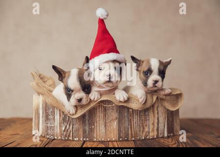 famille gaie de trois buldogs français portant un chapeau de père noël et passer noël ensemble dans un sac en toile de jute une ancienne boîte en bois Banque D'Images