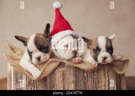 Trois adorables chiots français bulldgs portant un chapeau de Père Noël, se reposant dans un sac à toile et célébrant noël ensemble dans une boîte en bois vintage Banque D'Images