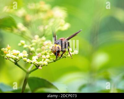 La variante japonaise du géant asiatique hornet, Vespa mandarinia, également connu sous le nom de meurtre hornet aux États-Unis, repose sur les petites fleurs du bu