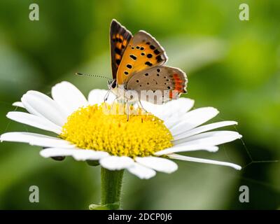 Le papillon japonais en cuivre, Lycaena phlaeas daimio, repose sur une grande Marguerite blanche près de Yokohama, au Japon. Banque D'Images