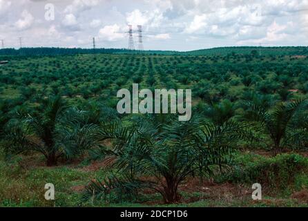 Malaysia Palm Plantation où l'huile de palme est extraite Banque D'Images