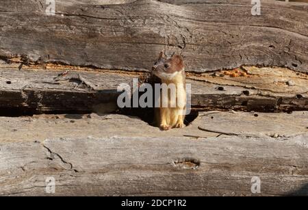 Weasel à longue queue (Mustela frenata). Parc national de Yellowstone, Wyoming, États-Unis. Une belette chasse dans un arbre mort et déchu dans la forêt profonde. Banque D'Images