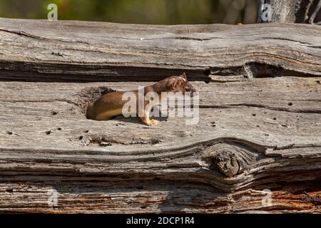 Weasel à longue queue (Mustela frenata). Parc national de Yellowstone, Wyoming, États-Unis. Une belette chasse dans un arbre mort et déchu dans la forêt profonde. Banque D'Images