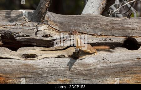 Weasel à longue queue (Mustela frenata). Parc national de Yellowstone, Wyoming, États-Unis. Une belette chasse dans un arbre mort et déchu dans la forêt profonde. Banque D'Images