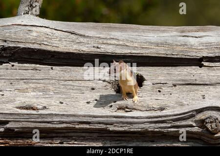 Weasel à longue queue (Mustela frenata). Parc national de Yellowstone, Wyoming, États-Unis. Une belette chasse dans un arbre mort et déchu dans la forêt profonde. Banque D'Images