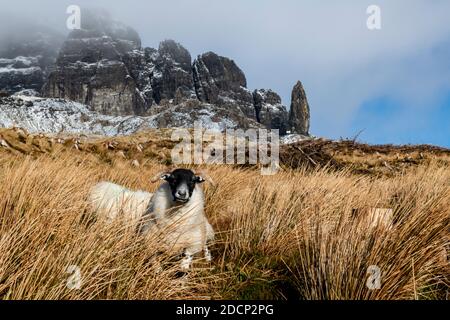 Moutons au pied du vieil homme de Storr sur l'île de Skye dans des conditions de neige magnifiques et spectaculaires Banque D'Images