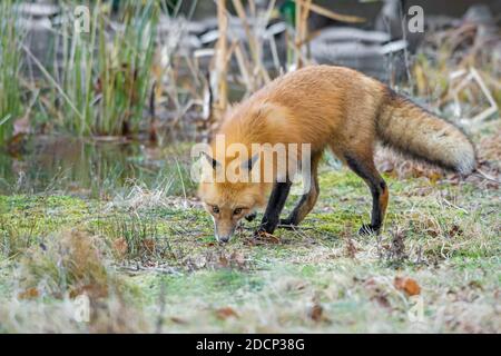 Le renard roux (Vulpes vulpes). L'Acadia National Park, Maine, USA. Banque D'Images