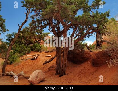 Randonnée sur le Devil's Garden Trail dans le parc national d'Arches Utah, un jour d'été ensoleillé avec UN bleu clair Ciel Banque D'Images