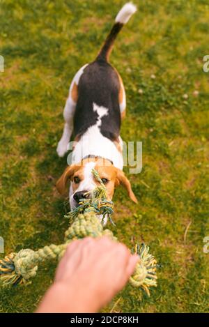 Chien beagle tire une corde et le jeu de Tug-of-War avec le propriétaire Banque D'Images