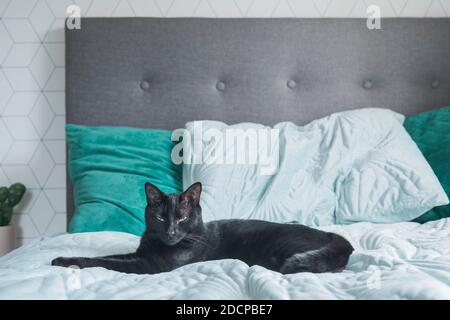 Chat noir couché sur un lit avec une housse de lit et des coussins verts Banque D'Images
