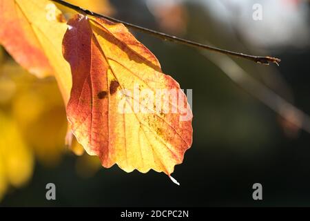 Feuille d'automne d'un noisette sorcière (Hamamelis) dans les couleurs jaune vif et orange sur fond sombre, les feuilles et l'écorce sont utilisées dans la médecine populaire et Banque D'Images