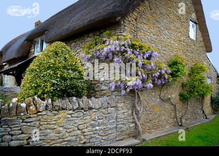 Un cottage en pierre de jambon au toit de chaume d'importance historique avec panneau de chemin de pied de Coker Moor et wisteria à East Coker, Somerset, Angleterre Banque D'Images